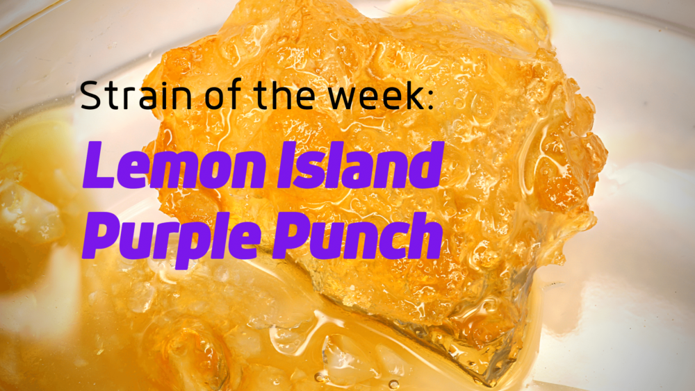 Lemon Island Purple Punch Sugar Wax Cannabis